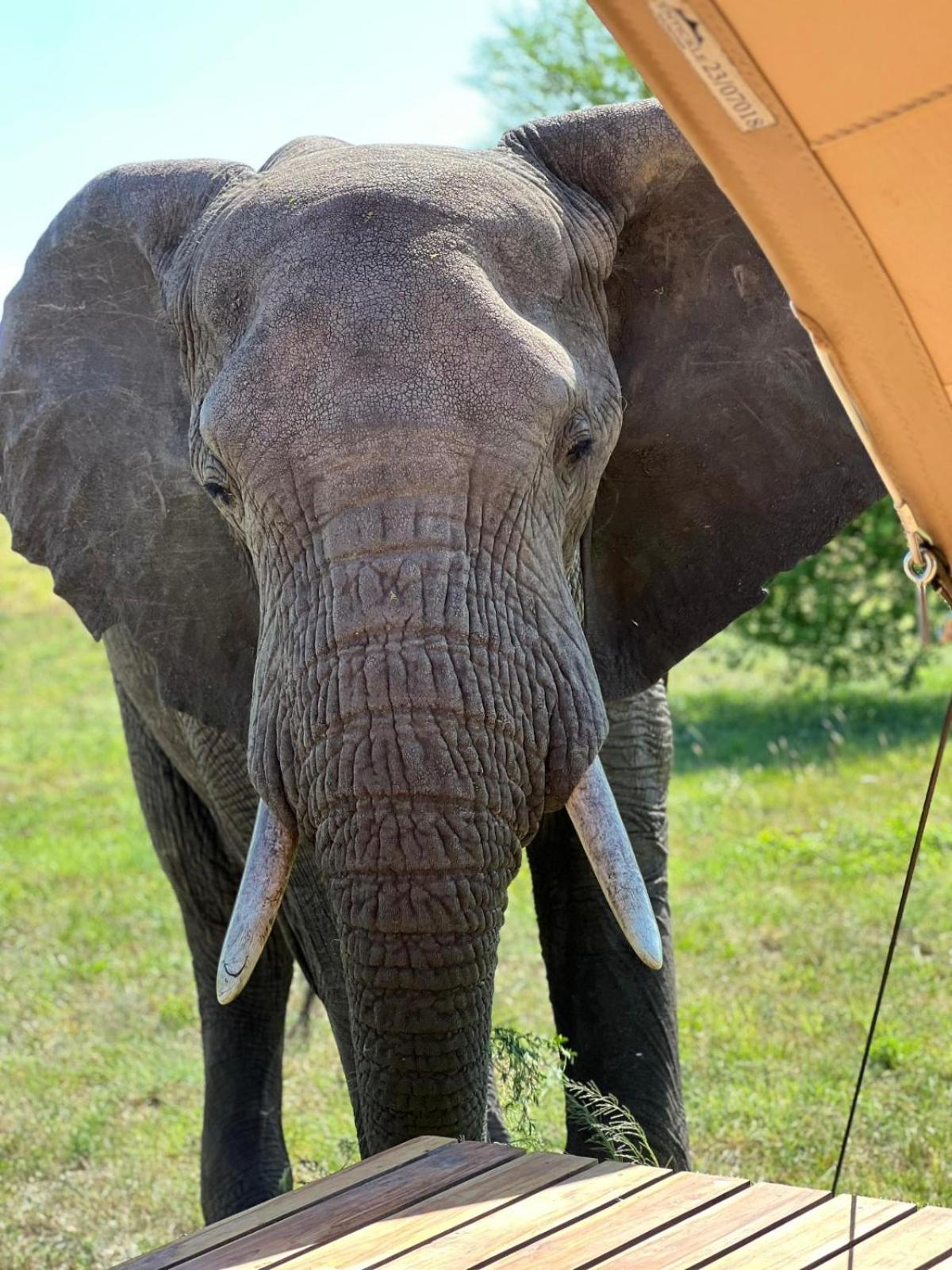 Anantya Serengeti Bagian luar foto